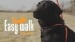 Hundegeschirr mit Seilleine, Schwarz, Mini 300 cm – Easy Walk Schultermodell – Bild 2