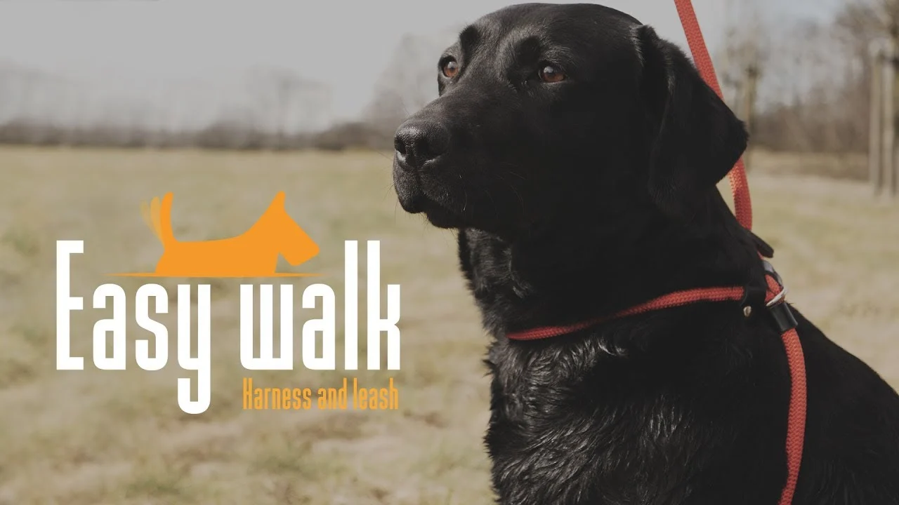 Hundegeschirr mit Leine aus Seil, Rot – Easy Walk Handmodell – Bild 5