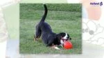 Hüpfender Hundeball, schwimmfähig, Vanille L, 20 cm – Jolly Pets Bounce-n Play – Bild 4