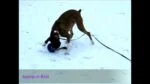 Hundeball mit Seil, schwimmfähig, Vanille L (20 cm) – Jolly Pets Romp-n-Roll – Bild 2