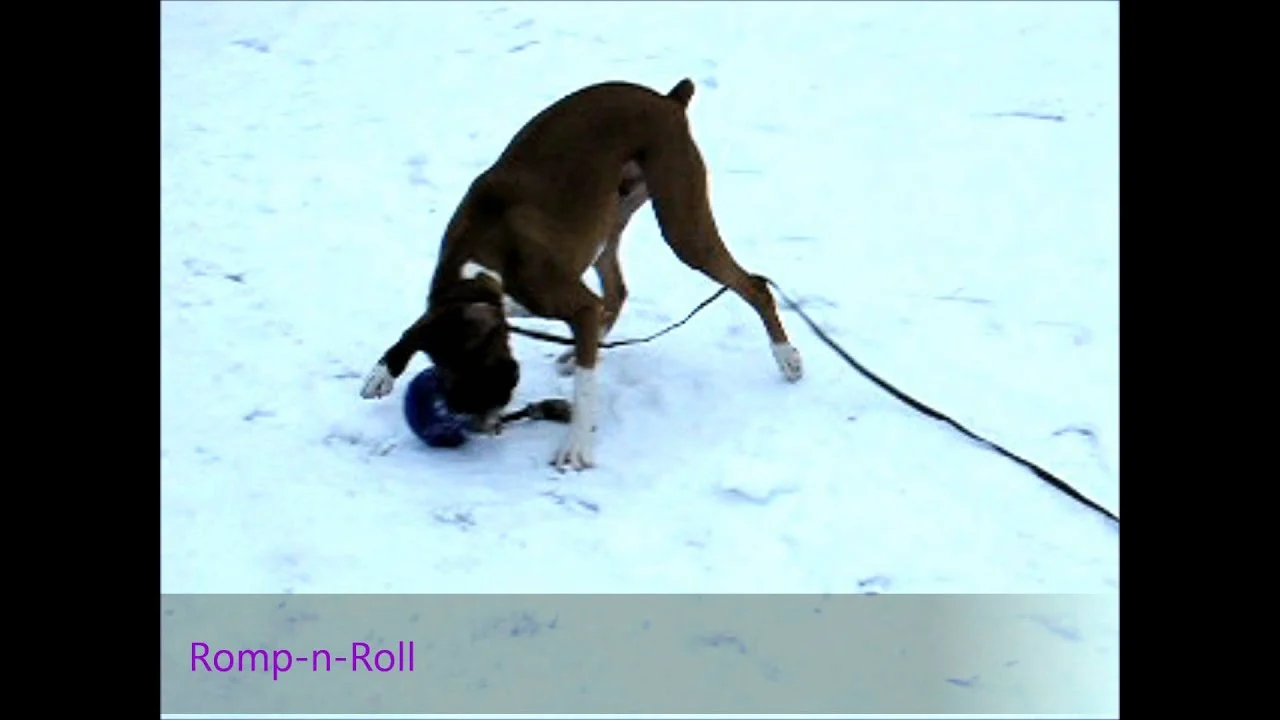 Hundeball mit Seil, schwimmfähig, Vanille L (20 cm) – Jolly Pets Romp-n-Roll – Bild 2