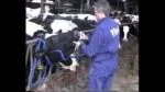 Kopfhalter zur oralen Verabreichung bei Kühen – Vink – Bild 6