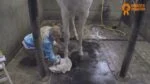 Huföl mit Teebaumöl, 500 ml – Paardenpraat TV Hoefglansolie – Bild 2