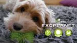 Hundeball mit Noppen und Quietscher, M 8 cm, Orange – Dog Comets Exoplanet – Bild 3