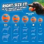 Hunde Ballwerfer mit Tennisball, 66 cm – Chuckit! Sport Launcher L – Bild 6