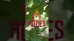 Hundespielzeug aus Feuerwehrschlauch, M – Hozies Billy Bengal – Bild 2