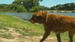 Gummiball für Hunde XXL, ø 10 cm – Chuckit! Ultra Ball – Bild 2