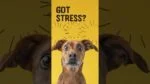 Weiche Kauhappen für Hunde bei Aufregung, 120 Stück – Excellent Pets No Stress Soft Chews – Bild 2