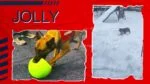Hundeball zum Apportieren, orange und weiß, 15 cm – Jolly Pets Jolly Soccer Ball – Bild 5