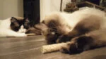 Katzenspielzeug in Hantelform mit MADNIP – Addicted! Dumbell – Bild 3