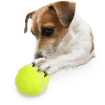 Belohnungsautomat für Hunde mit ballförmiger Fernbedienung – AFP Interactives - Lucky Treat with Rolling Ball – Bild 5
