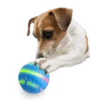 Beweglicher Hundeball mit Licht, per USB aufladbar – AFP Interactives Motion Activated Action Ball – Bild 4