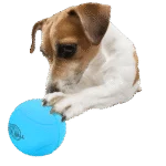 Gummiball für Hunde mit Rasselgeräusch, ø 6,3 cm – AFP Meta Ball Bounce & Rattle Ball – Bild 3
