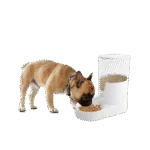 Automatischer Hundefutterspender mit Behälter, 3 l – AFP Lifestyle 4 Pets Gravity Pet Food Feeder – Bild 2