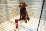 Welpen Shampoo für empfindliche Haut, 250 ml – Animology Puppy Love – Bild 3