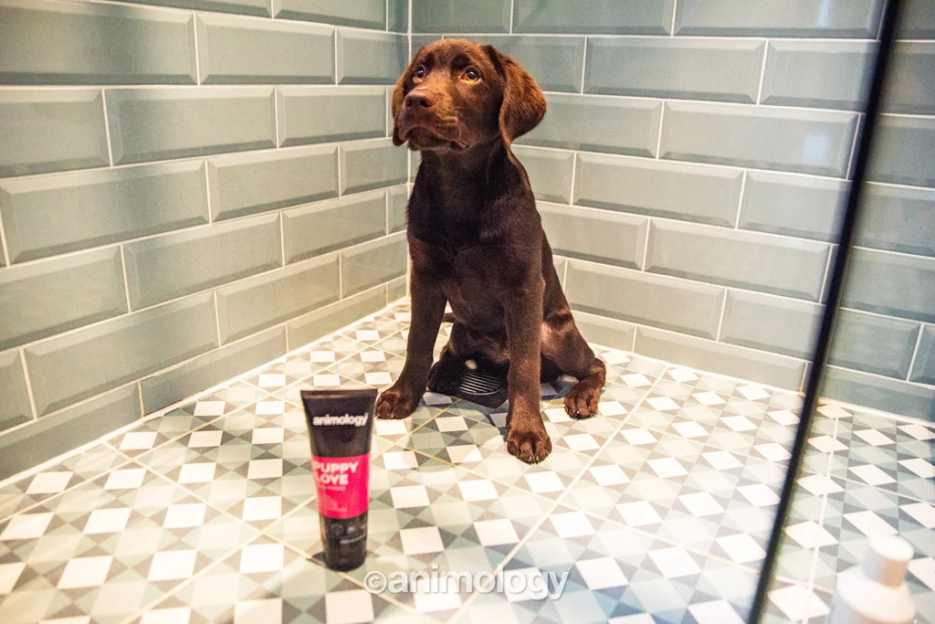 Welpen Shampoo für empfindliche Haut, 250 ml – Animology Puppy Love – Bild 3