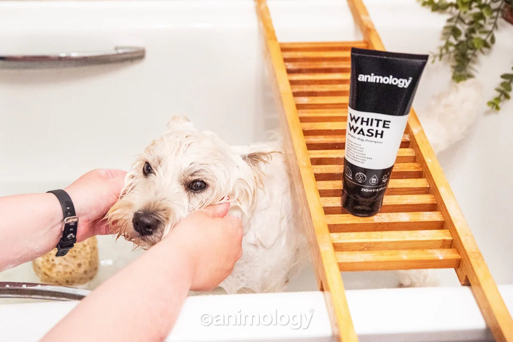 Hundeshampoo für weißes und helles Fell, 250 ml – Animology White Wash – Bild 2