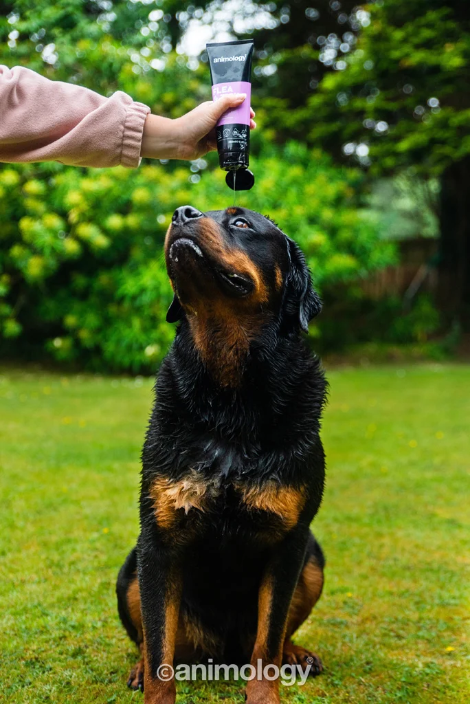 Hundeshampoo zum Auswaschen von Flöhen und Zecken, 250 ml – Animology Flea & Tick – Bild 3
