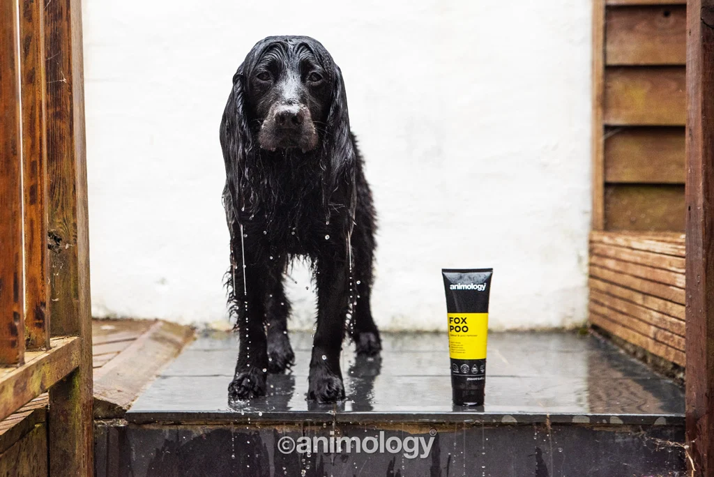 Hundeshampoo gegen unangenehme Gerüche, 250 ml – Animology Fox Poo – Bild 4