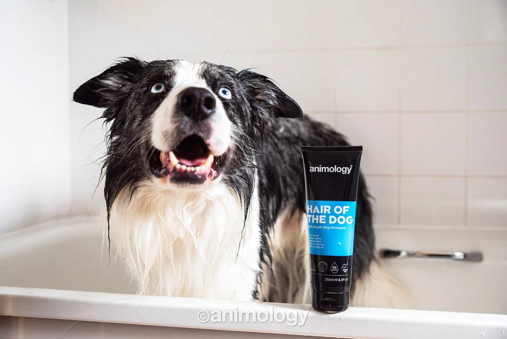 Entwirrendes Hundeshampoo mit Pflegespülung, 250 ml – Animology Hair Of The Dog Anti-Tangle – Bild 3