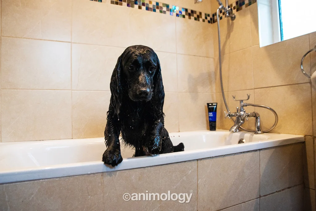 Hundespülung zum Entwirren, 250 ml – Animology Top Dog Conditioner – Bild 2