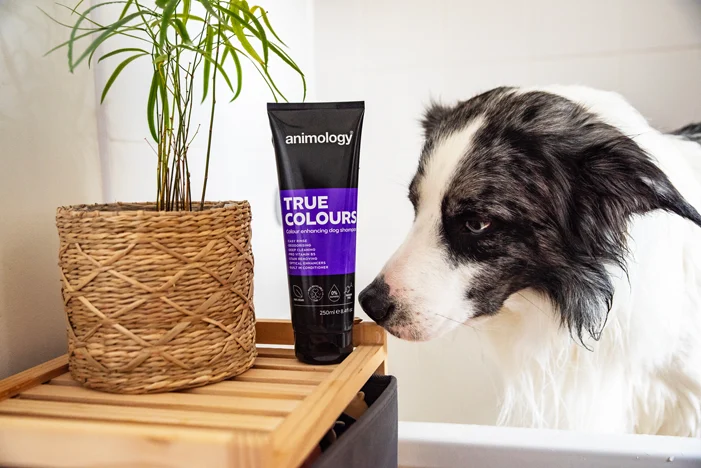 Hundeshampoo zur Farbauffrischung, 250 ml – Animology True Colours – Bild 3