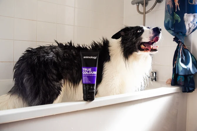 Hundeshampoo zur Farbauffrischung, 250 ml – Animology True Colours – Bild 4