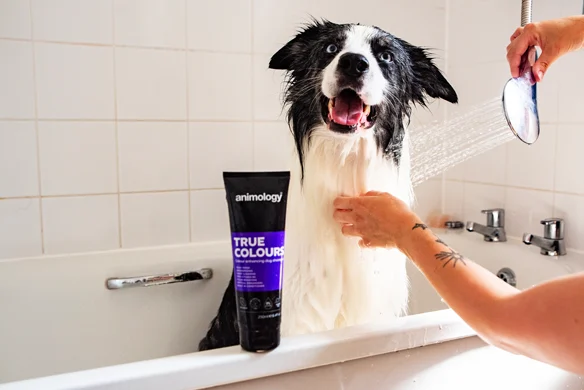 Hundeshampoo zur Farbauffrischung, 250 ml – Animology True Colours – Bild 5