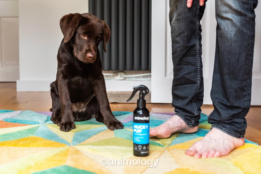 Welpen Shampoo Spray ohne Ausspülen, 250 ml – Animology Mucky Pup – Bild 2