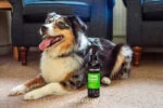 Fellspray für Hunde gegen Gerüche, 250 ml – Animology Stink Bomb Deodorising Dog Spray – Bild 2