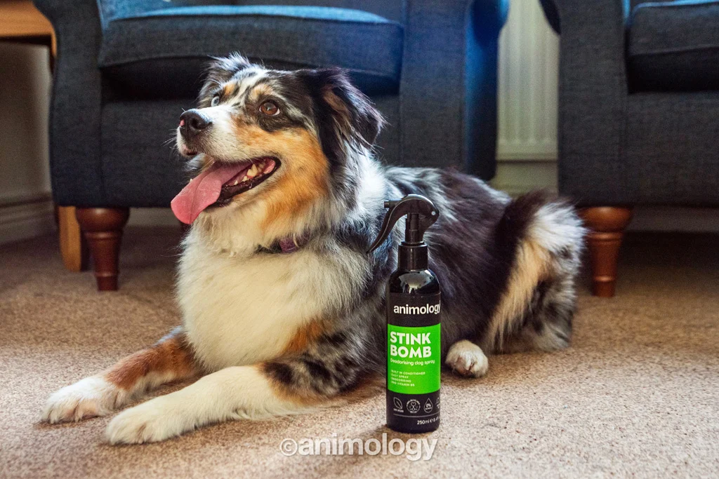 Fellspray für Hunde gegen Gerüche, 250 ml – Animology Stink Bomb Deodorising Dog Spray – Bild 2