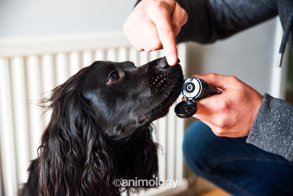 Pfotenbalsam für Hunde, auch für die Nase, 50 ml – Animology Paws & Nose Balm – Bild 4