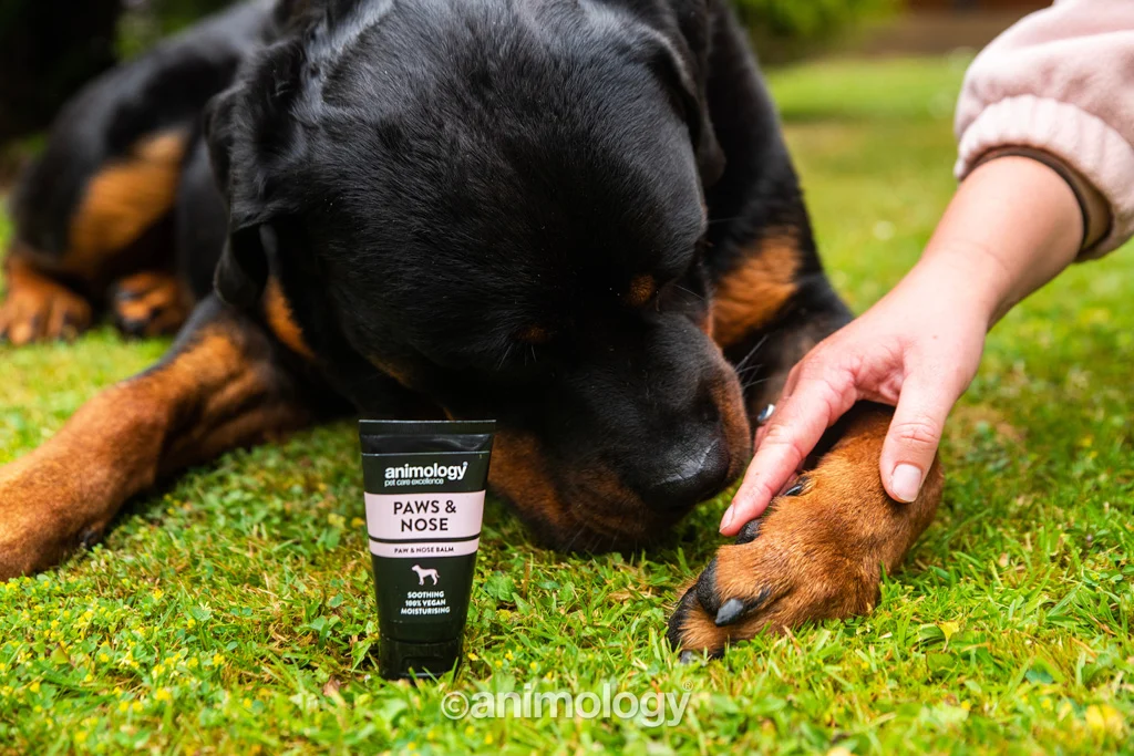Pfotenbalsam für Hunde, auch für die Nase, 50 ml – Animology Paws & Nose Balm – Bild 5