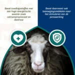 Energiebolus für Schafe und Ziegen, 24 Stück – Excellent Ener Bolus Schaap & Geit – Bild 4