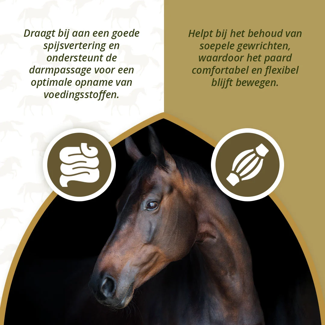 Pflanzenöl für Pferde mit Omega 3 und 6, 1 l – Excellent Horse Omega Boost – Bild 3