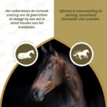 Gelenksupplement für Pferde mit MSM und Glucosamin, 2 kg – Excellent Horse Mobility Plus – Bild 4