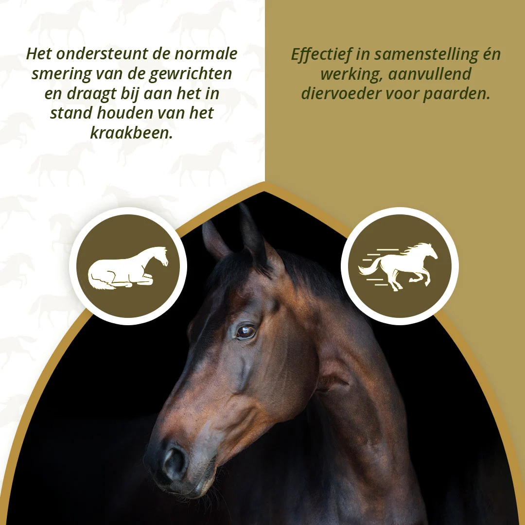Gelenksupplement für Pferde mit MSM und Glucosamin, 2 kg – Excellent Horse Mobility Plus – Bild 4