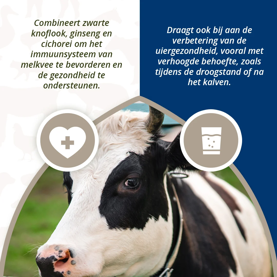 Euterbolus für Milchkühe mit schwarzem Knoblauch, 4 x 60 g – Direct Bolus Udder Support – Bild 4