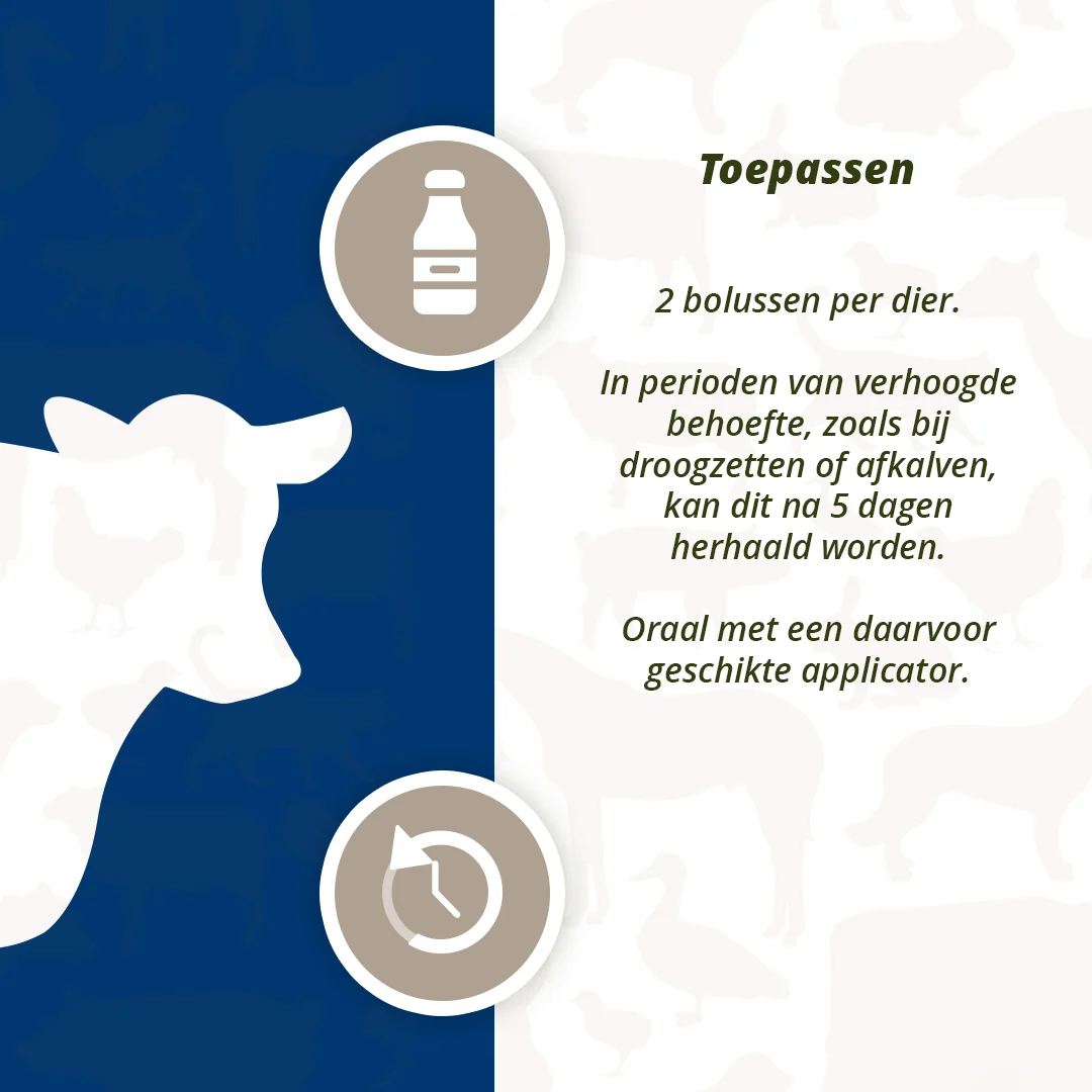 Euterbolus für Milchkühe mit schwarzem Knoblauch, 4 x 60 g – Direct Bolus Udder Support – Bild 5