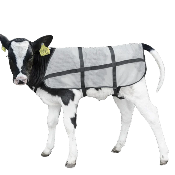 Sommerdecke für Kälber, atmungsaktiv, Rückenlänge 70 cm – Bodyguard Calf Summer Blanket