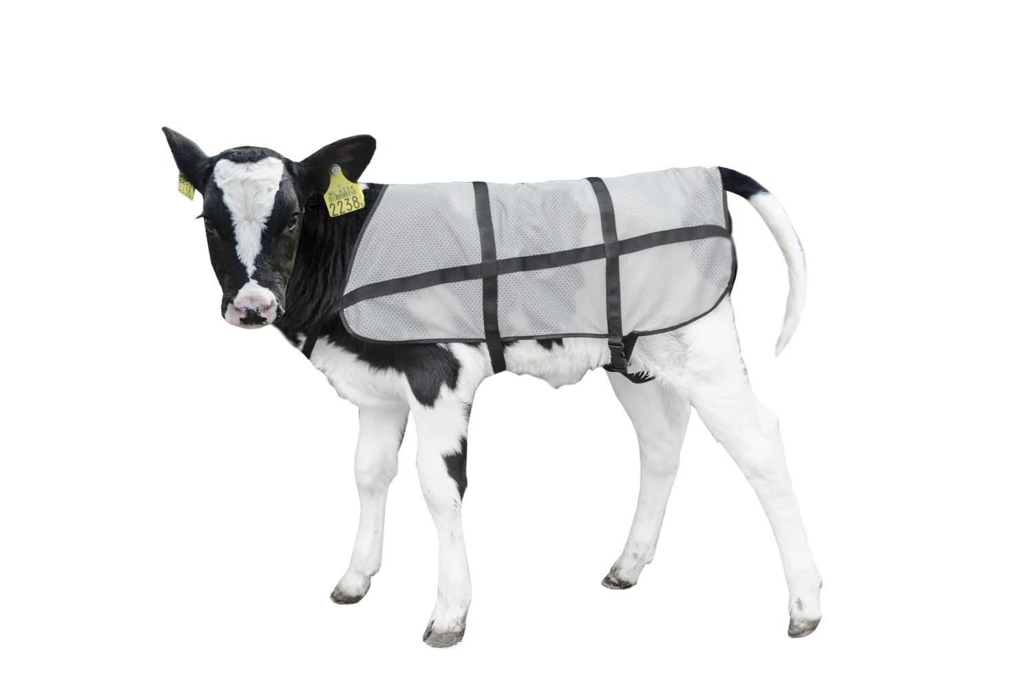 BODY0600.png Sommerdecke für Kälber, atmungsaktiv, Rückenlänge 70 cm – Bodyguard Calf Summer Blanket – Bild 1