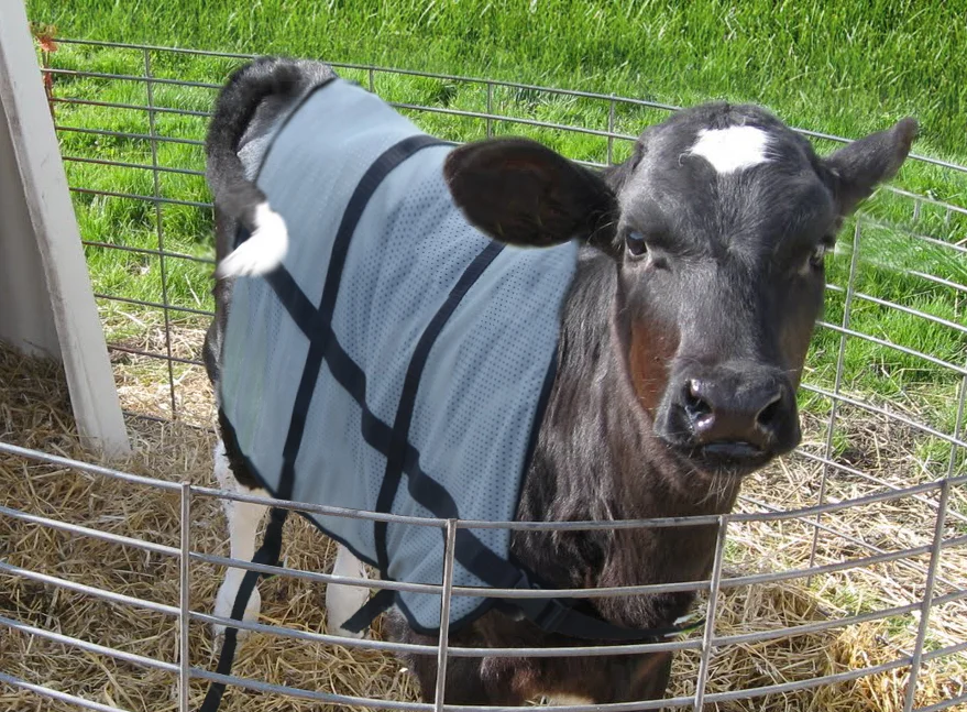 Sommerdecke für Kälber, atmungsaktiv, Rückenlänge 70 cm – Bodyguard Calf Summer Blanket – Bild 4