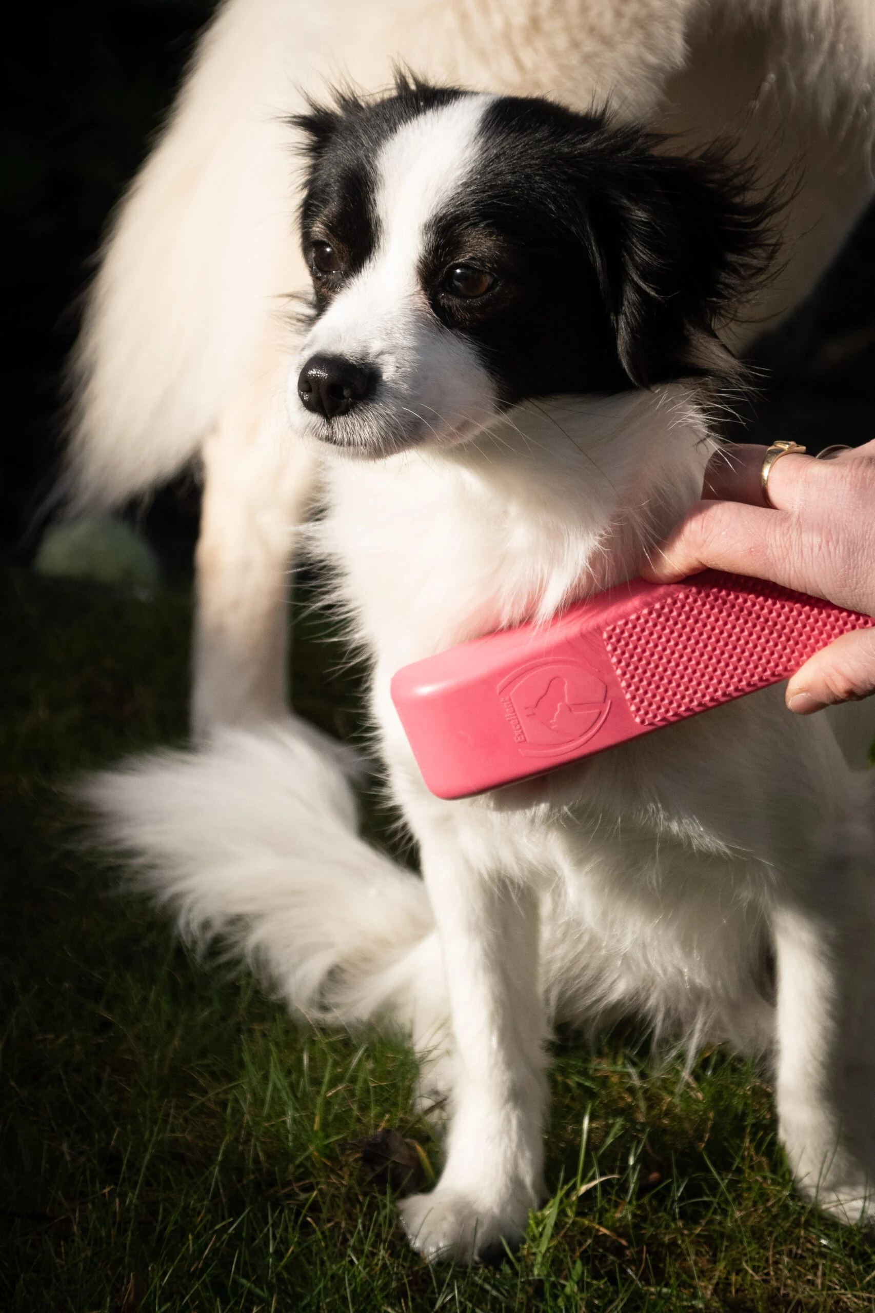 Hundebürste zum Waschen und Massieren Medium Rosa, 17,5 cm – Excellent Pets Grooming Brush – Bild 2