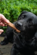 Hundesnack mit Insektenprotein, 6 Stück à 30 g – Bugbone Medium – Bild 4
