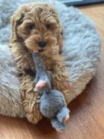 Hundekuscheltier Hase aus Plüsch mit Quietsche – Bunny Puppy Crunchy Knot – Bild 3