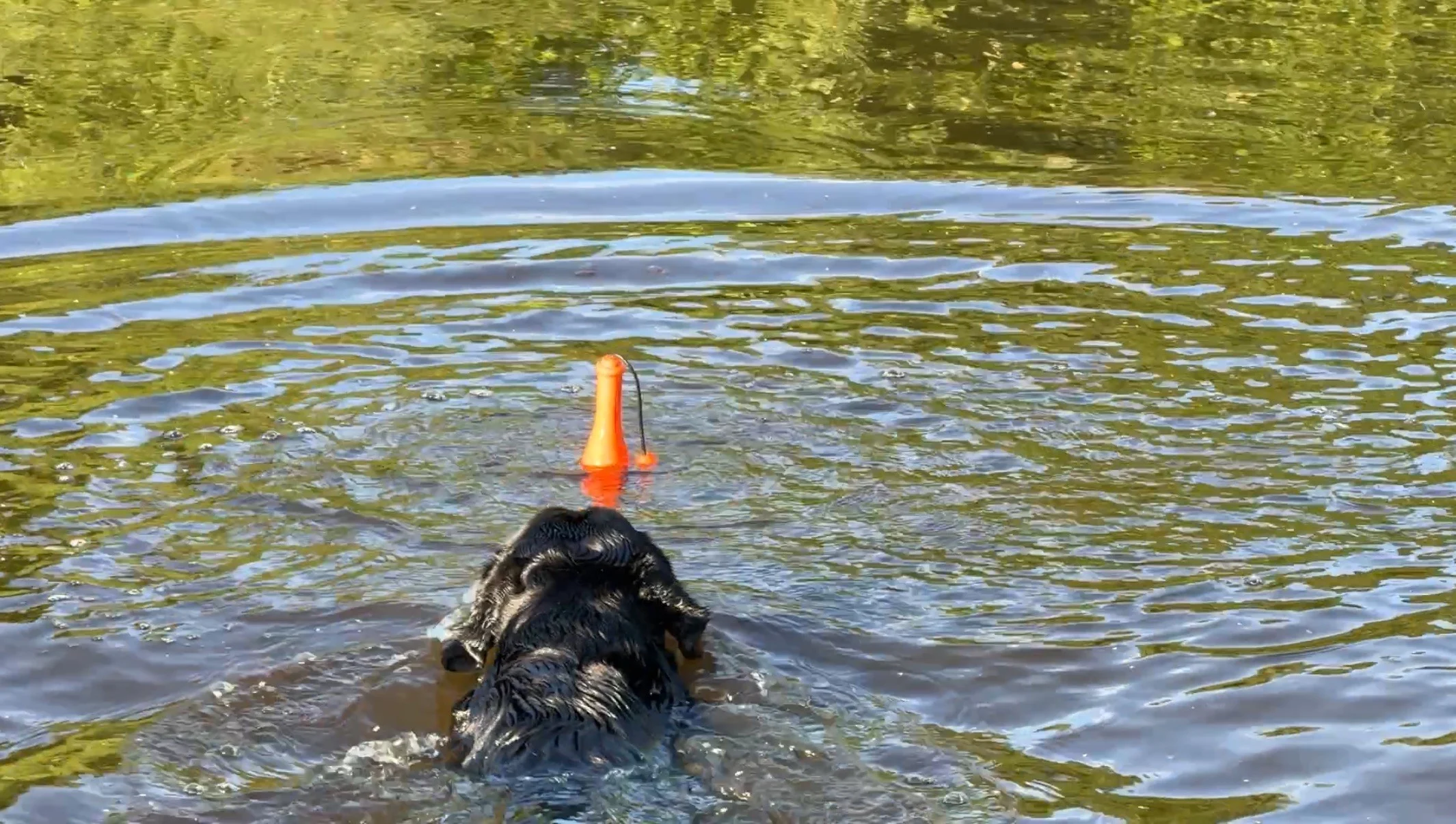 Apportierspielzeug mit Seil fürs Wasser, 23 cm, Grün – Dog Comets Bobber – Bild 4