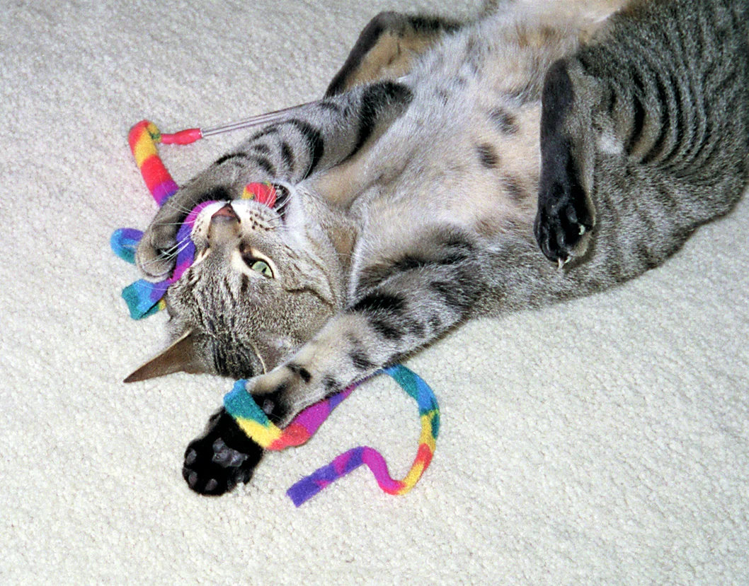 Interaktives Katzenspielzeug – Cat Dancer Cat Charmer – Bild 2