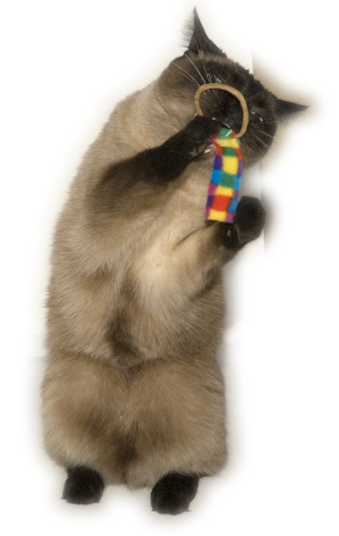 Katzenspielzeug Set, 2 Stück – Cat Dancer Ring Tail Chasers – Bild 2