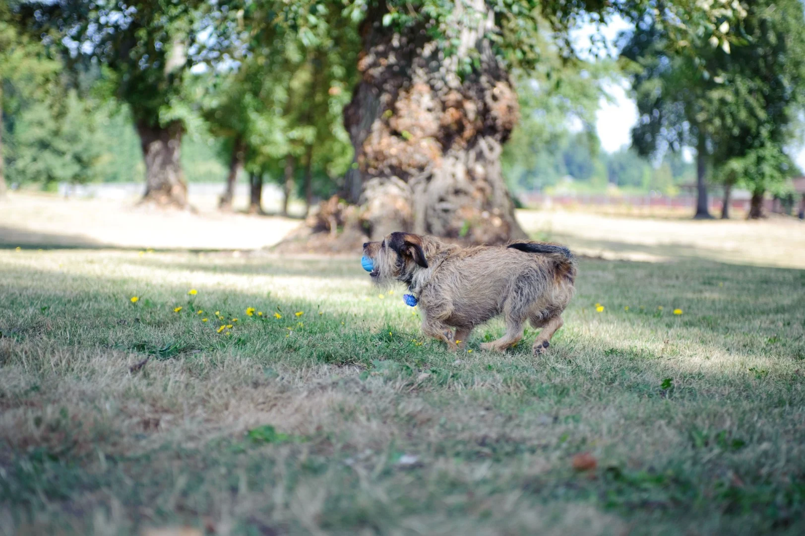 Hundeball mit Pfeifton S, ø 5 cm, 2 Stück – Chuckit! The Whistler – Bild 2
