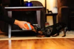 Hundeball mit Chenille Außenmaterial für drinnen, Ø 12 cm – Chuckit! Indoor Ball – Bild 5